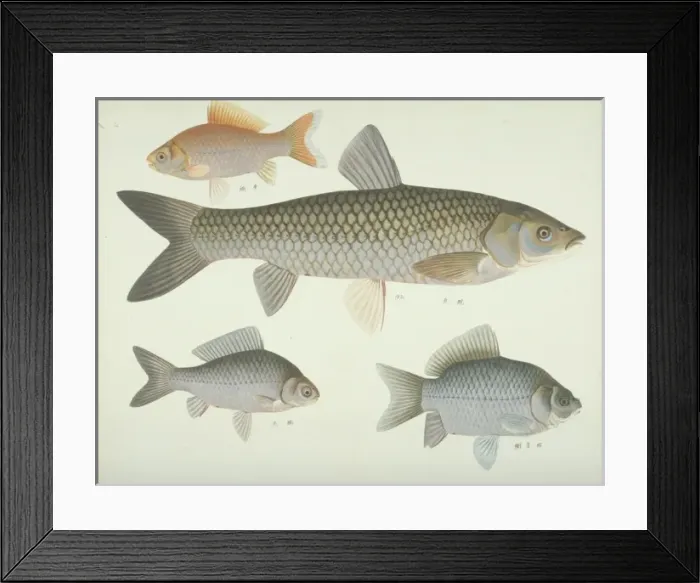 Framed Print : Plate 134 from the John Reeves Collection Framed Print : Plate 134 from the John Reeves Collection