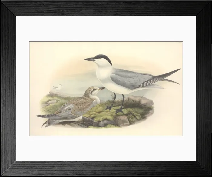 Framed Print : Sterna nilotica, gull-billed tern Framed Print : Sterna nilotica, gull-billed tern