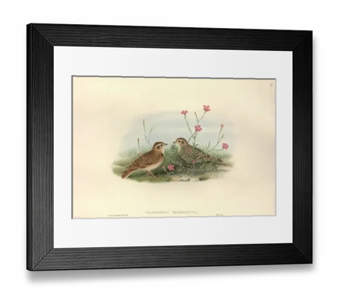 Framed Print : Calandrella brachydactyla, greater short-toed lark Framed Print : Calandrella brachydactyla, greater short-toed lark