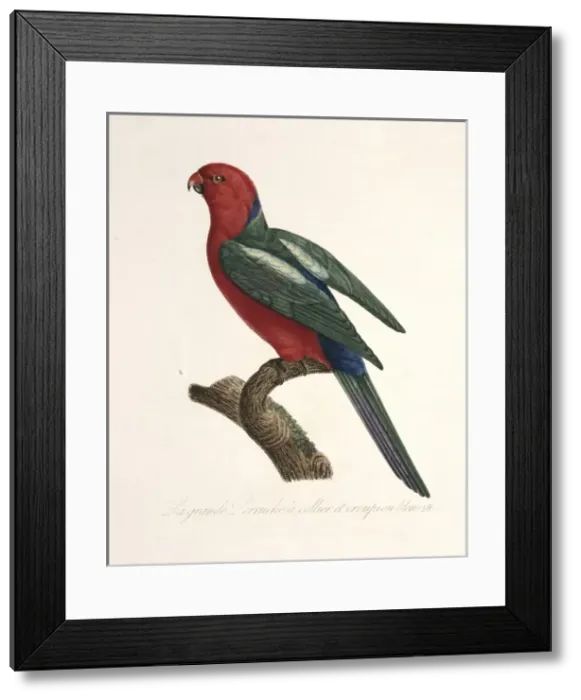 Framed Print : Alisterus scapularis, Australian king parrot Framed Print : Alisterus scapularis, Australian king parrot