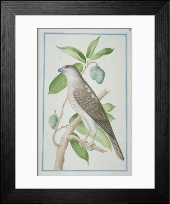Framed Print : Accipiter badius, shikra Framed Print : Accipiter badius, shikra