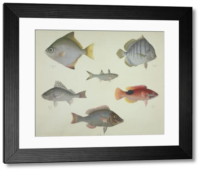 Framed Print : LS Plate 117 from the John Reeves Collection Framed Print : LS Plate 117 from the John Reeves Collection