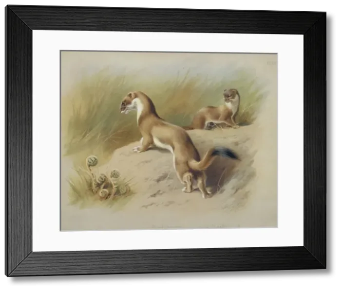 Framed Print : Mustela erminea, ermine Framed Print : Mustela erminea, ermine