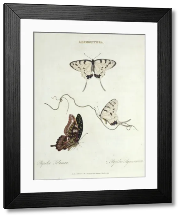 Framed Print : Papilio telamon and Papilio agamemnon, butterflies Framed Print : Papilio telamon and Papilio agamemnon, butterflies