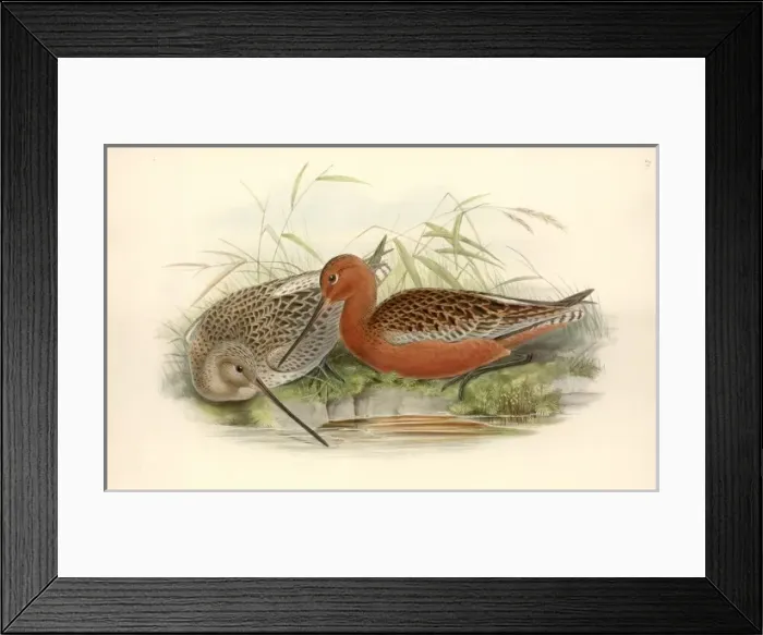 Framed Print : Limosa lapponica, bar-tailed godwit Framed Print : Limosa lapponica, bar-tailed godwit