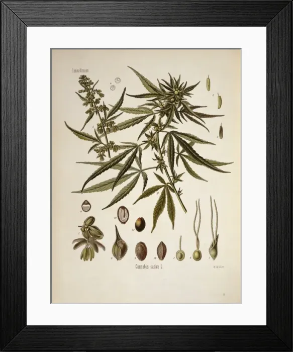 Framed Print : Cannabis sativa, cannabis Framed Print : Cannabis sativa, cannabis