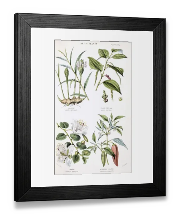 Framed Print : Plants used as food Framed Print : Plants used as food
