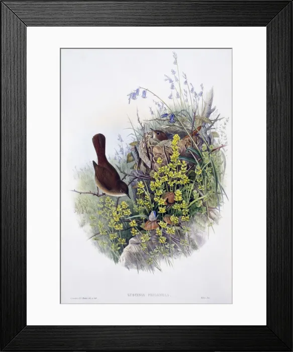 Framed Print : Luscinia megarhynchos, common nightingale Framed Print : Luscinia megarhynchos, common nightingale