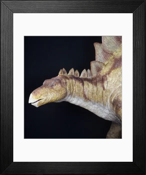 Framed Print : Stegosaurus Framed Print : Stegosaurus