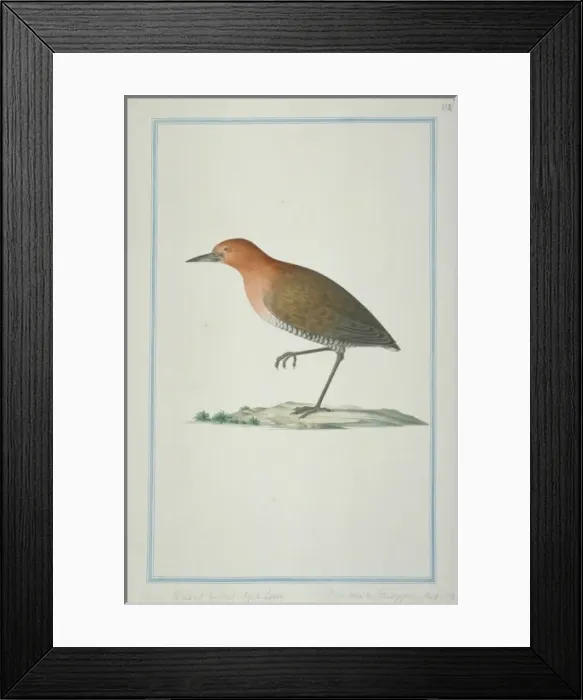 Framed Print : Thamnolaea cinnamomeiventris, mocking cliffchat Framed Print : Thamnolaea cinnamomeiventris, mocking cliffchat