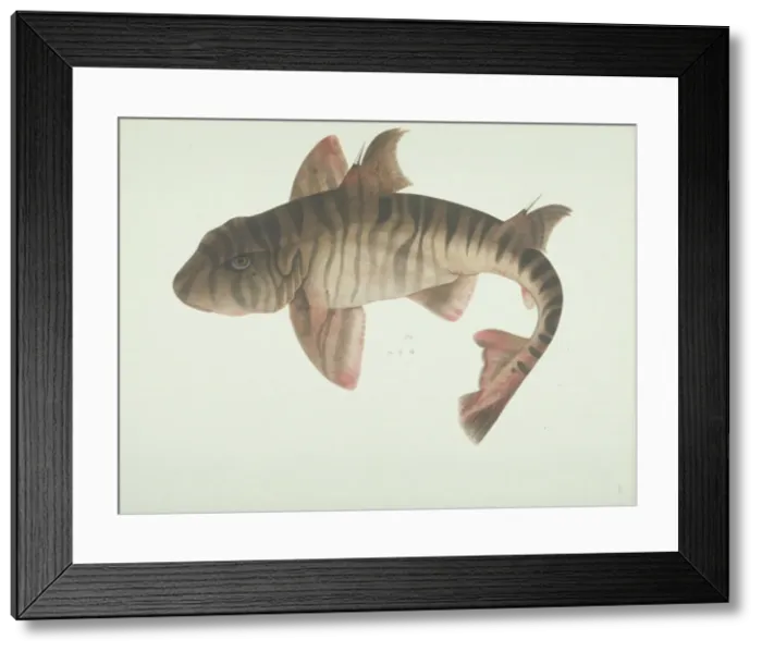 Framed Print : LS Plate 184 from the John Reeves Collection Framed Print : LS Plate 184 from the John Reeves Collection