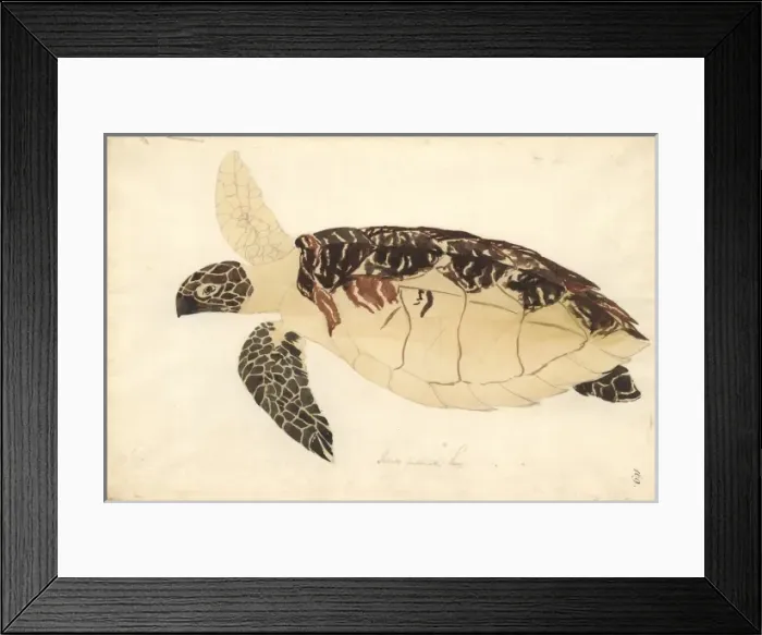 Framed Print : Eretmochelys imbricata, Hawksbill turtle Framed Print : Eretmochelys imbricata, Hawksbill turtle