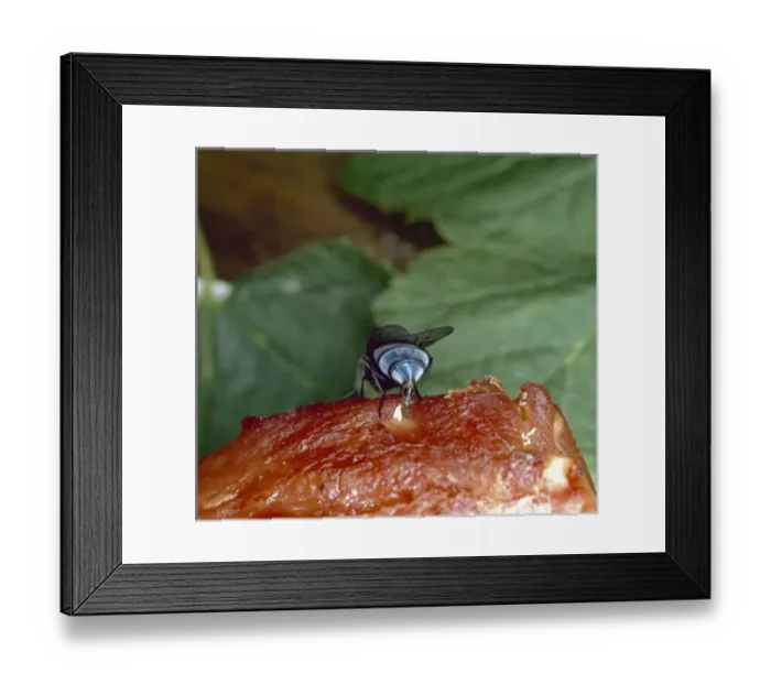 Framed Print : Calliphora, bluebottle Framed Print : Calliphora, bluebottle