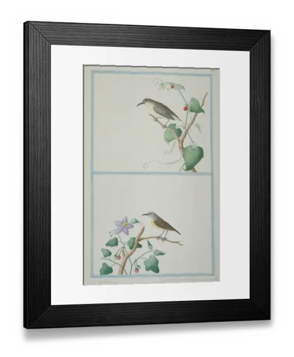 Framed Print : Leptocoma zeylonica, purple-rumped sunbird Framed Print : Leptocoma zeylonica, purple-rumped sunbird