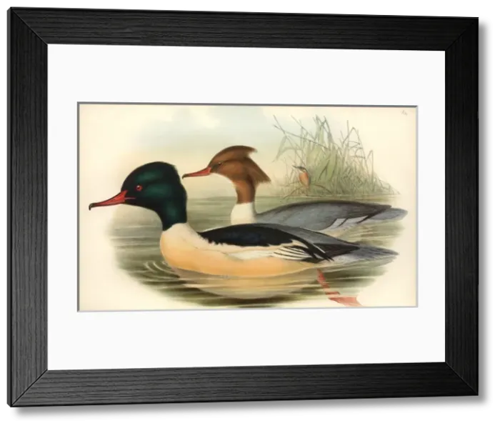 Framed Print : Mergus merganser, goosander, Alcedo atthis, common kingfishe Framed Print : Mergus merganser, goosander, Alcedo atthis, common kingfishe