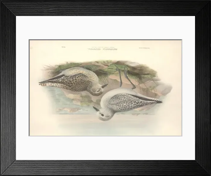 Framed Print : Pluvialis squatrola, grey plover Framed Print : Pluvialis squatrola, grey plover