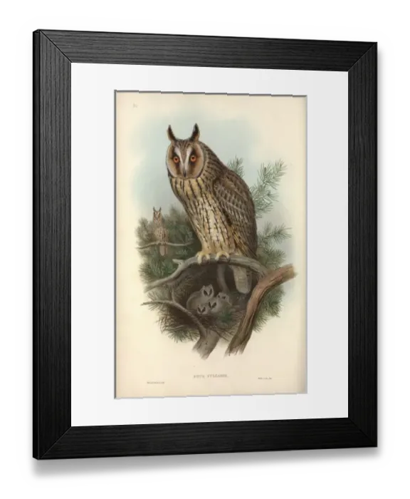 Framed Print : Asio otus, long-eared owl Framed Print : Asio otus, long-eared owl