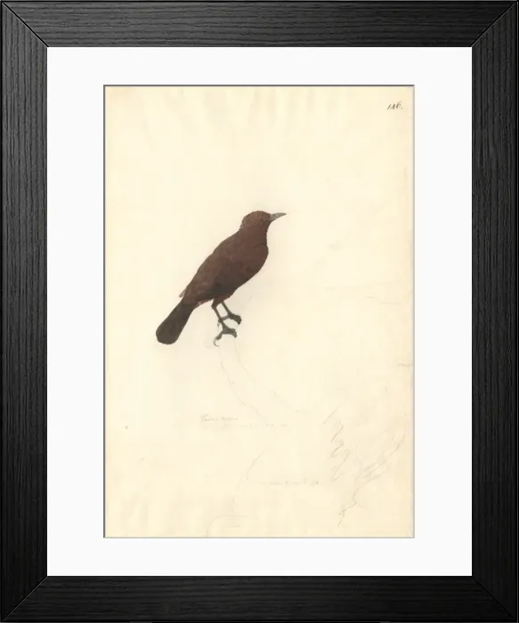 Framed Print : Turdus ulietensis (Turdus badius), bay thrush. Also known as Framed Print : Turdus ulietensis (Turdus badius), bay thrush. Also known as