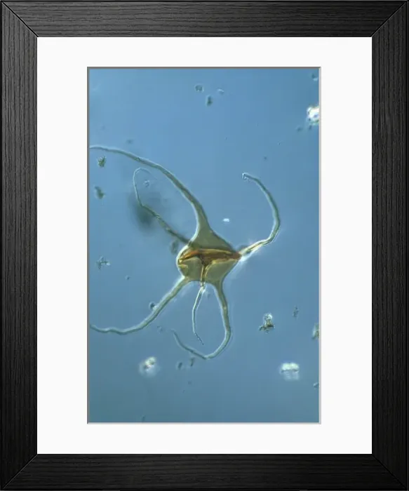 Framed Print : Photomicrograph: Acanthomorph acritarch, microfossil Framed Print : Photomicrograph: Acanthomorph acritarch, microfossil
