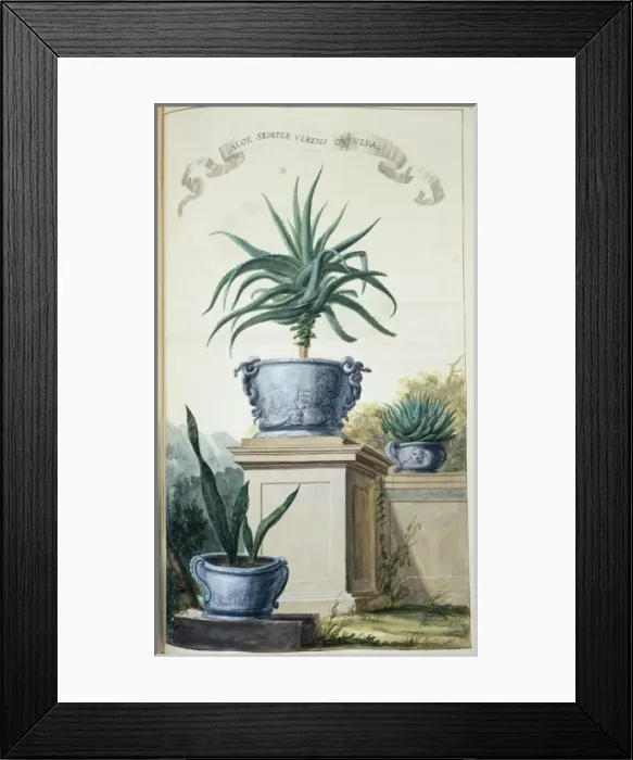 Framed Print : Aloe Semper Virens ov Vera Framed Print : Aloe Semper Virens ov Vera
