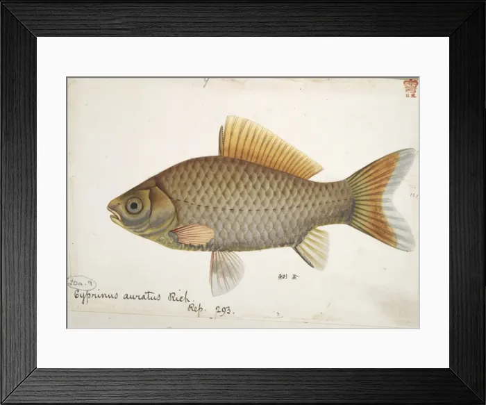 Framed Print : Cyprinus auratus, goldfish Framed Print : Cyprinus auratus, goldfish