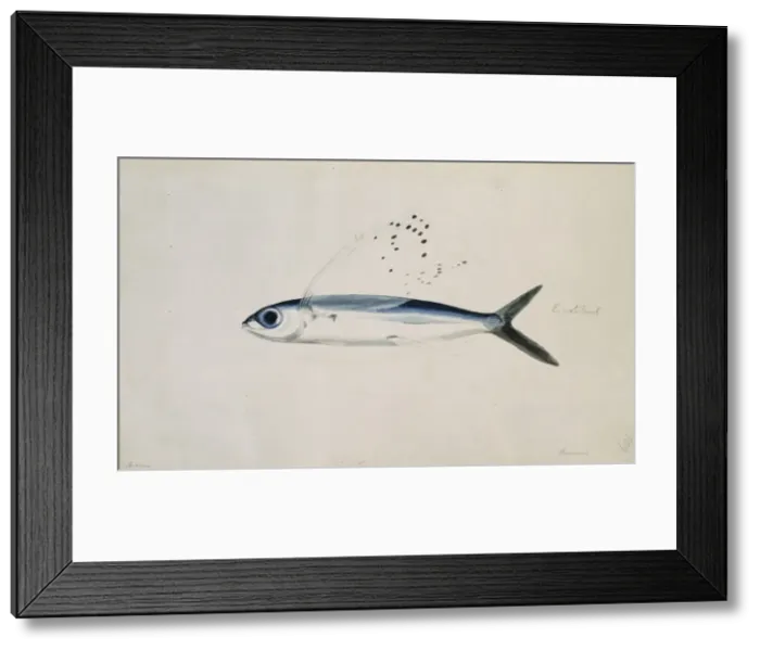 Framed Print : Cypselurus poecilopterus, yellow-wing flyingfish Framed Print : Cypselurus poecilopterus, yellow-wing flyingfish