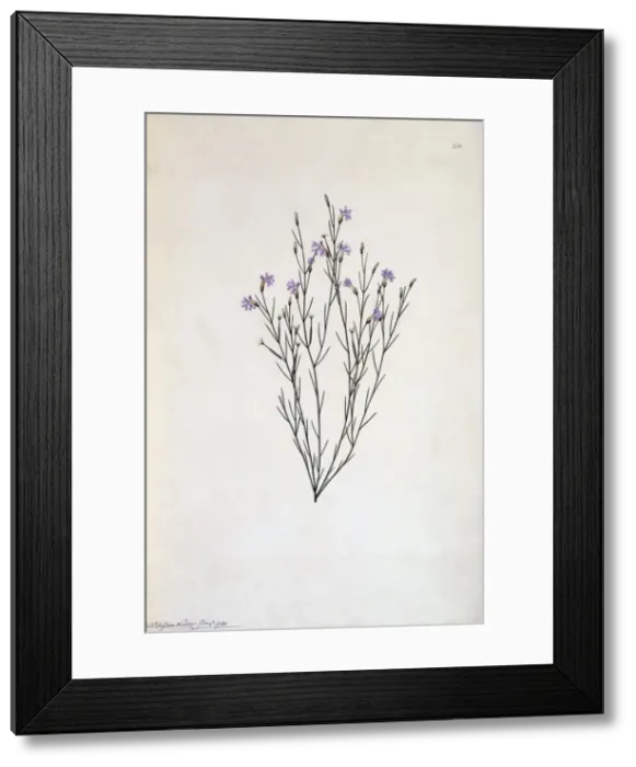 Framed Print : Lechenaultia filiformis Framed Print : Lechenaultia filiformis