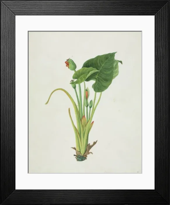 Framed Print : Colocasia sp Framed Print : Colocasia sp