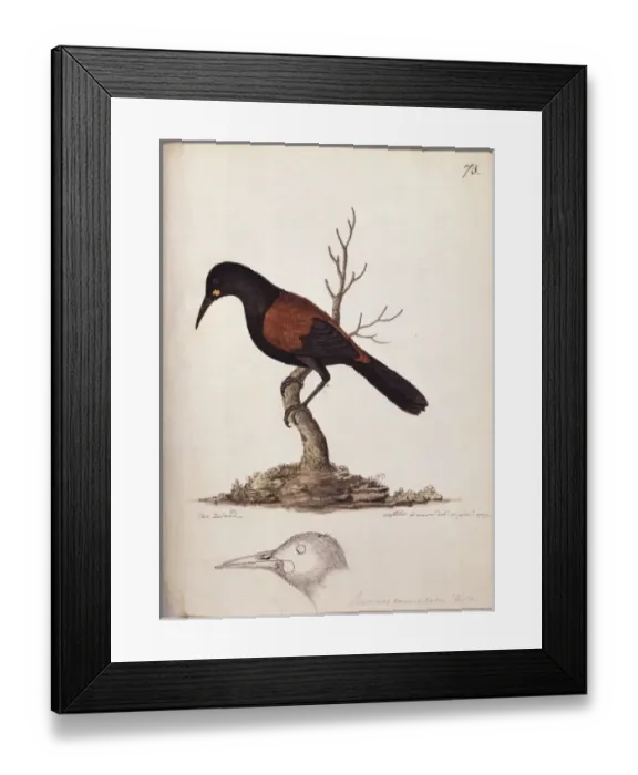 Framed Print : Philesternus carrunculatus, saddleback Framed Print : Philesternus carrunculatus, saddleback