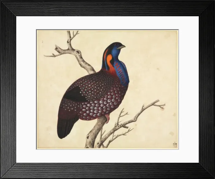Framed Print : Tragopan temminckii, Temmincks tragopan Framed Print : Tragopan temminckii, Temmincks tragopan