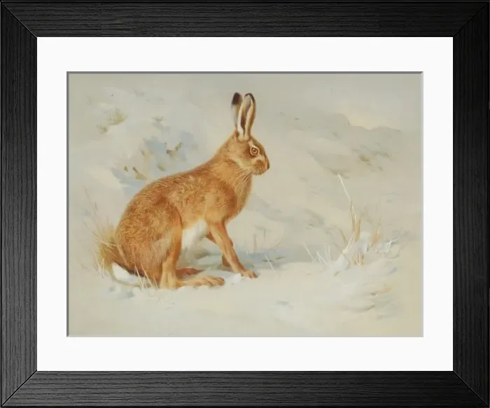 Framed Print : Lepus europaeus, European brown hare Framed Print : Lepus europaeus, European brown hare
