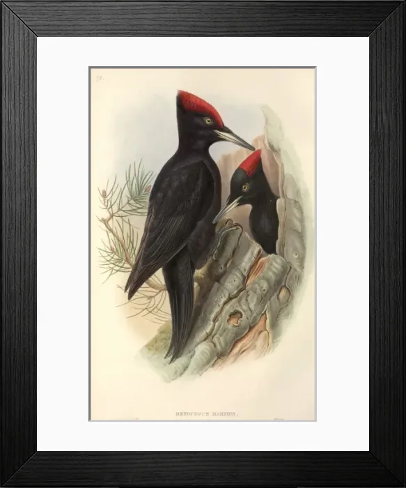 Framed Print : Dryocopus martius, black woodpecker Framed Print : Dryocopus martius, black woodpecker