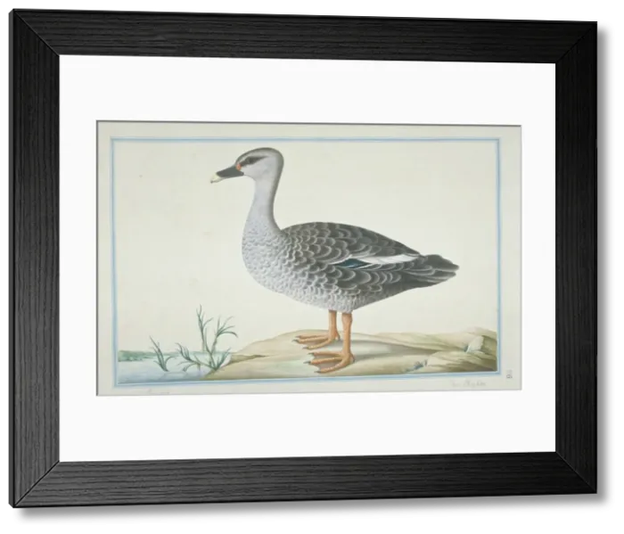 Framed Print : Anas poecilorhyncha, spot-billed duck Framed Print : Anas poecilorhyncha, spot-billed duck