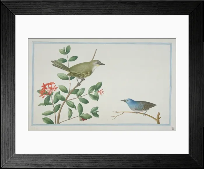 Framed Print : Elaphrornis palliseri, Sri Lankan bush warbler Framed Print : Elaphrornis palliseri, Sri Lankan bush warbler