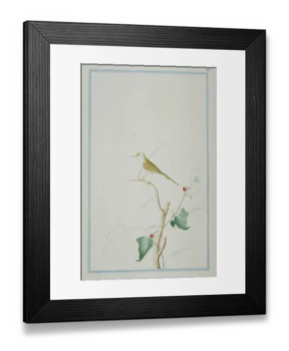 Framed Print : Orthotomus sutorius, common tailorbird Framed Print : Orthotomus sutorius, common tailorbird