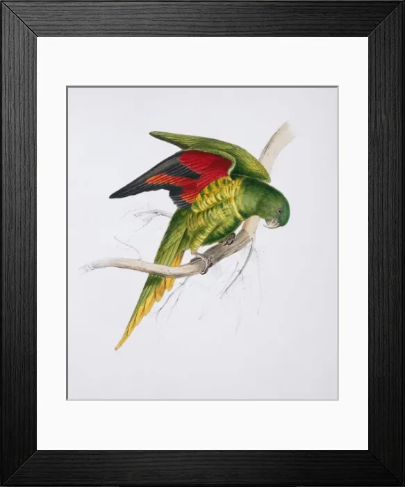 Framed Print : Trichoglossus chlorolepidotus, scaly-breasted lorikeet Framed Print : Trichoglossus chlorolepidotus, scaly-breasted lorikeet