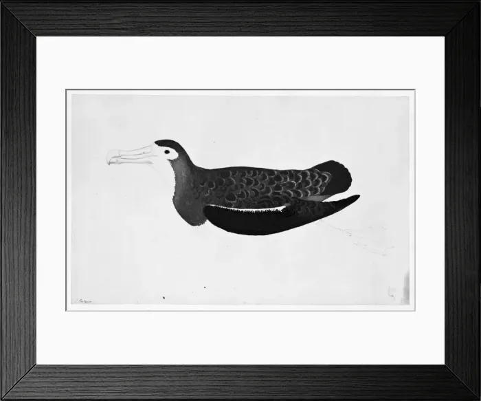 Framed Print : Diomedia exulans Framed Print : Diomedia exulans