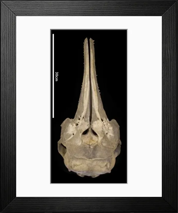 Framed Print : Sousa teuszii, Atlantic Hump-backed Dolphin Framed Print : Sousa teuszii, Atlantic Hump-backed Dolphin