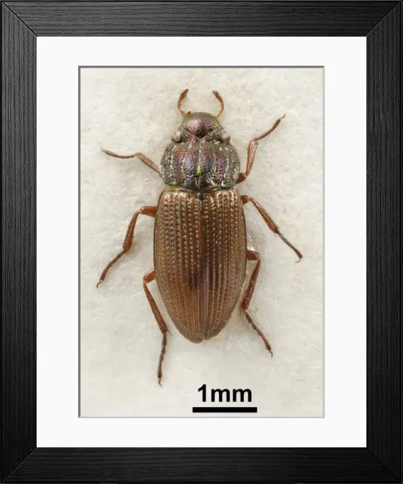 Framed Print : Helophorus Framed Print : Helophorus