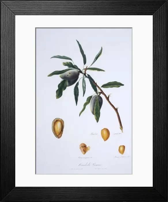 Framed Print : Mandorla premice, almond tree Framed Print : Mandorla premice, almond tree