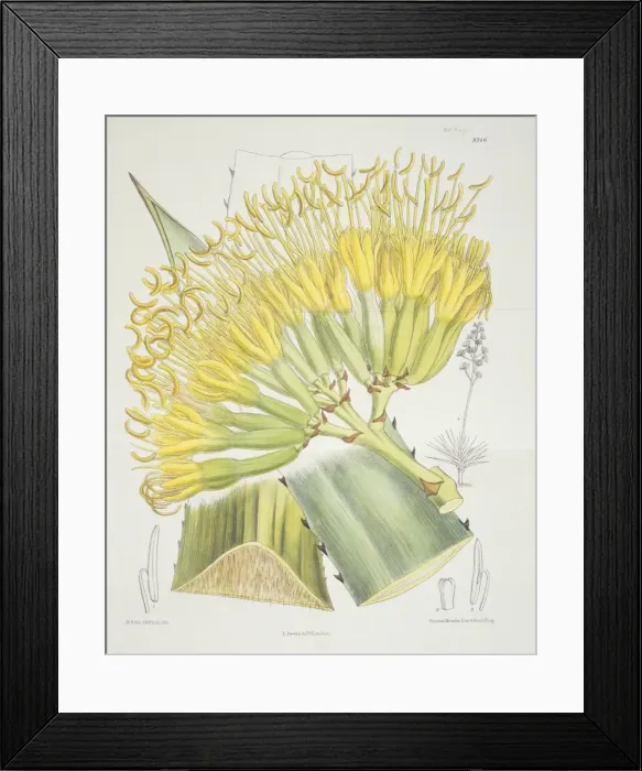 Framed Print : Agave sisalana, sisal Framed Print : Agave sisalana, sisal