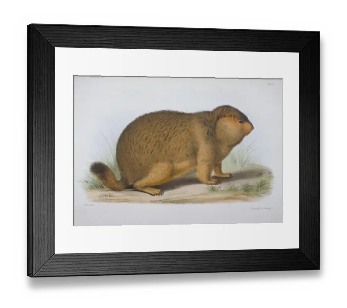 Framed Print : Arctomys robustus, marmot Framed Print : Arctomys robustus, marmot