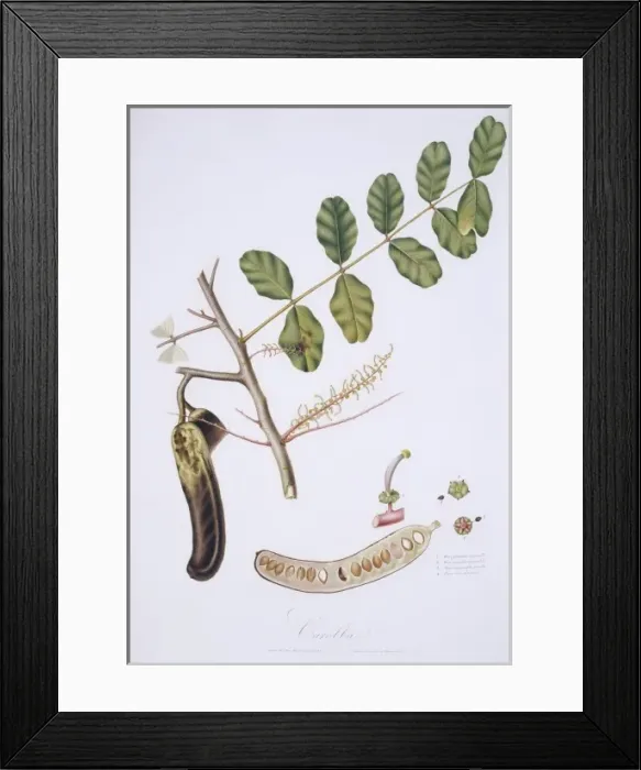 Framed Print : Ceratonia siliqua, carob Framed Print : Ceratonia siliqua, carob