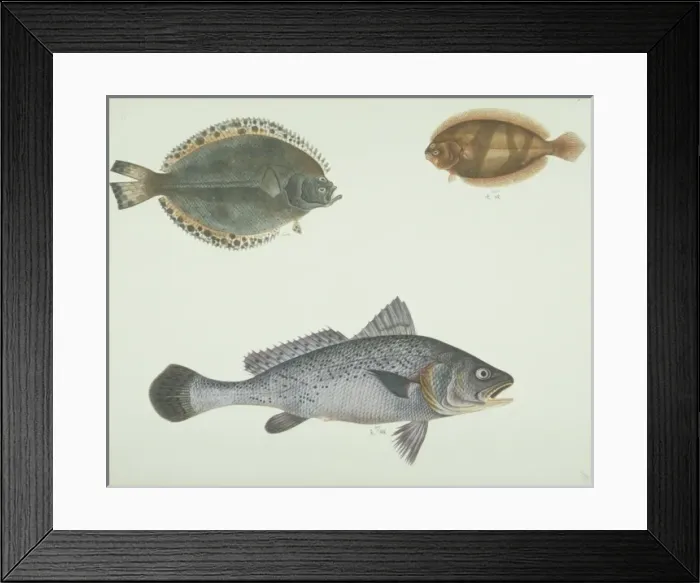 Framed Print : LS Plate 160 from the John Reeves Collection Framed Print : LS Plate 160 from the John Reeves Collection
