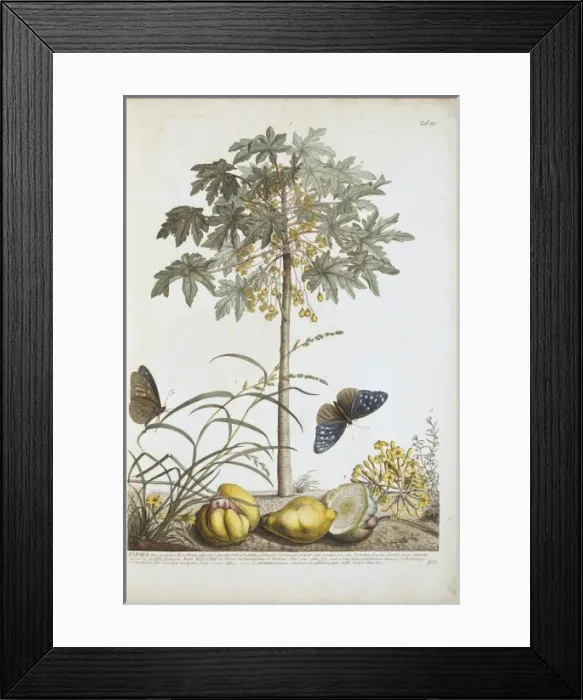 Framed Print : Carica papaya and Anagallis sp Framed Print : Carica papaya and Anagallis sp
