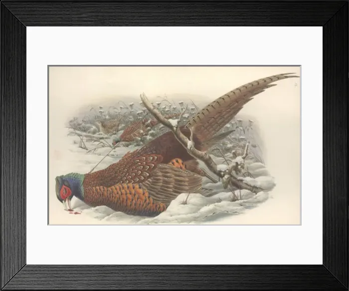 Framed Print : Phasianus colchicus, common pheasant Framed Print : Phasianus colchicus, common pheasant