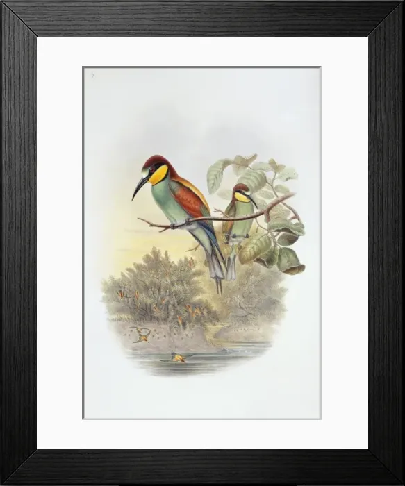 Framed Print : Merops apiaster, European bee-eater Framed Print : Merops apiaster, European bee-eater