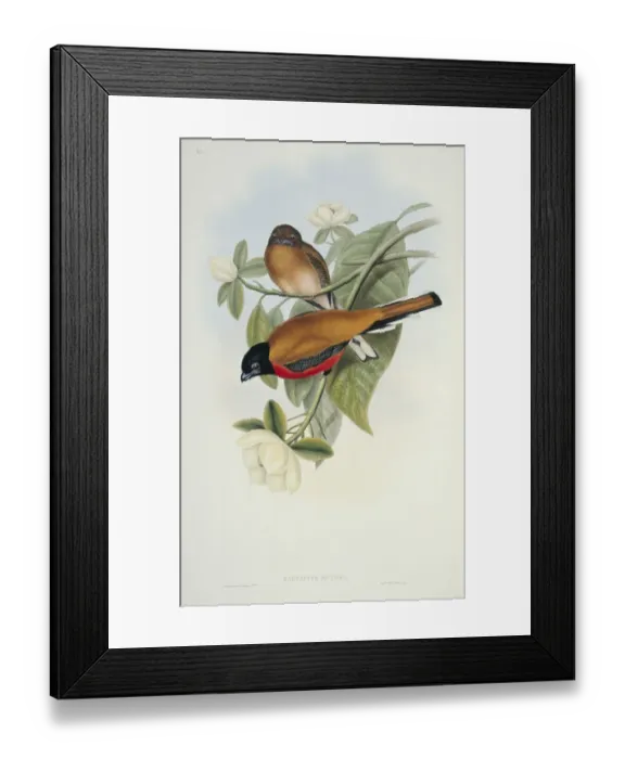 Framed Print : Harpactes orrhophaeus, cinnamon-rumped trogon Framed Print : Harpactes orrhophaeus, cinnamon-rumped trogon