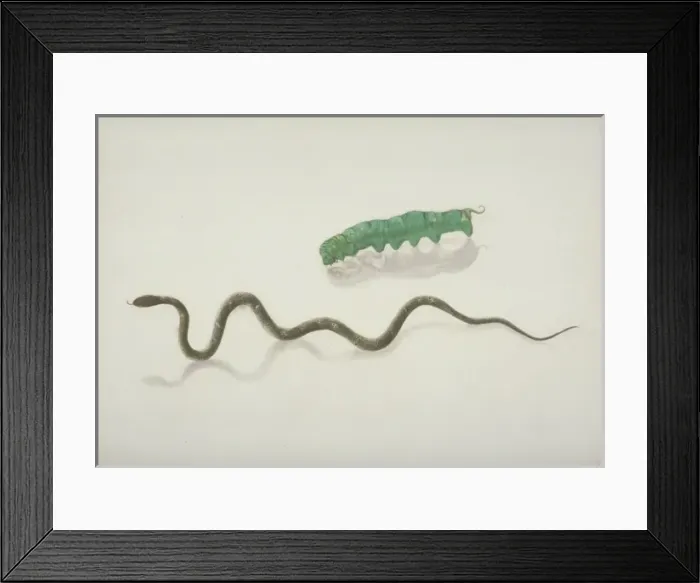 Framed Print : Plate 104 from the John Reeves Collection (Zoology) Framed Print : Plate 104 from the John Reeves Collection (Zoology)
