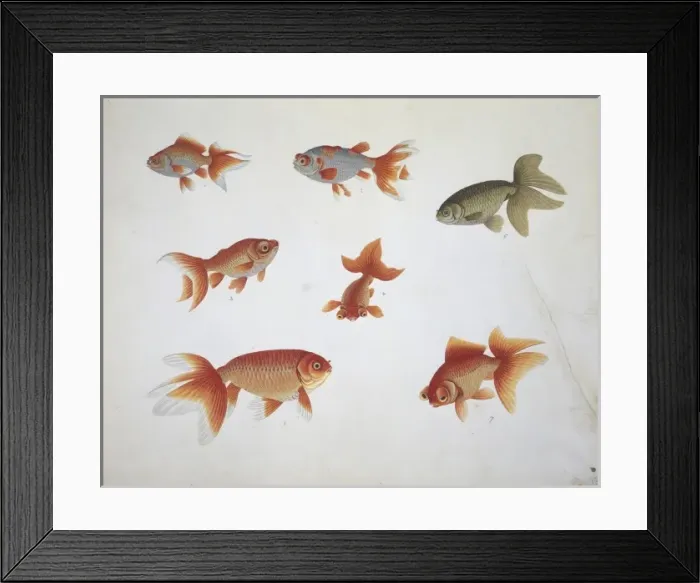 Framed Print : Carassius auratus, carassin Framed Print : Carassius auratus, carassin